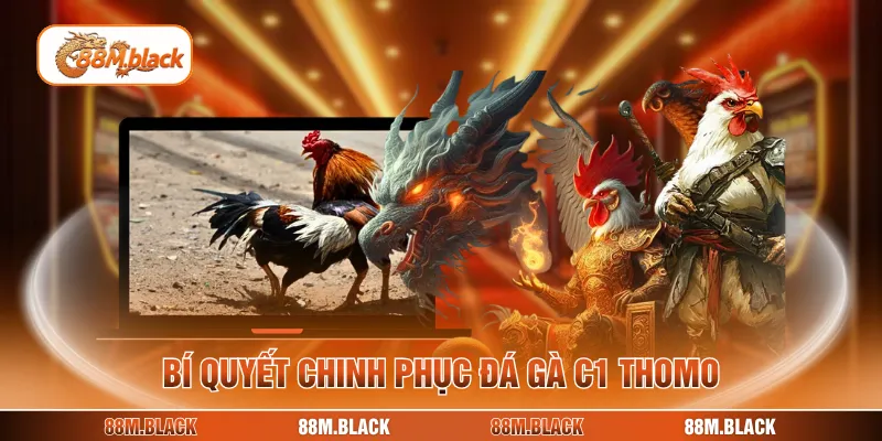 Bí quyết chinh phục đá gà c1 Thomo